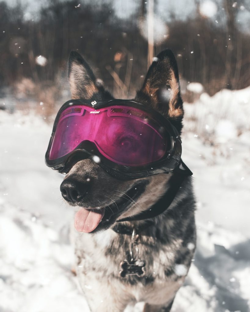 lunette de ski pour chien