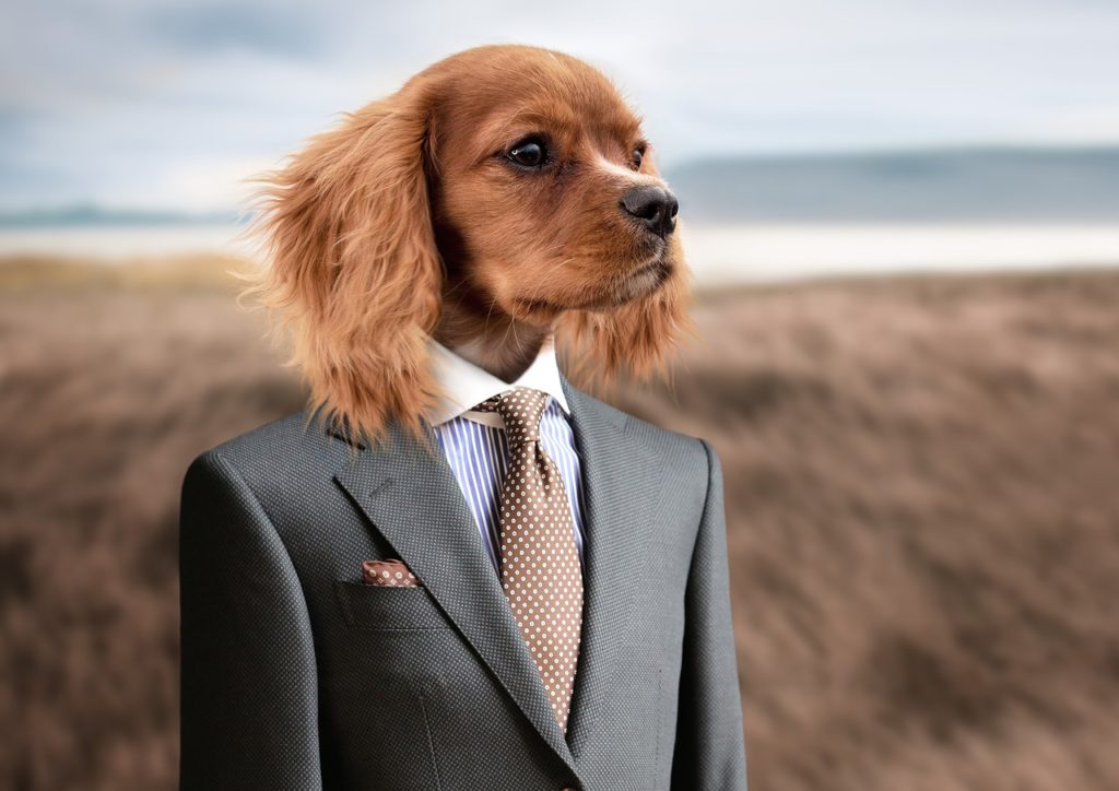 habiller son chien en costard cravate.