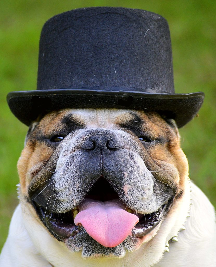 bulldog avec un chapeau
