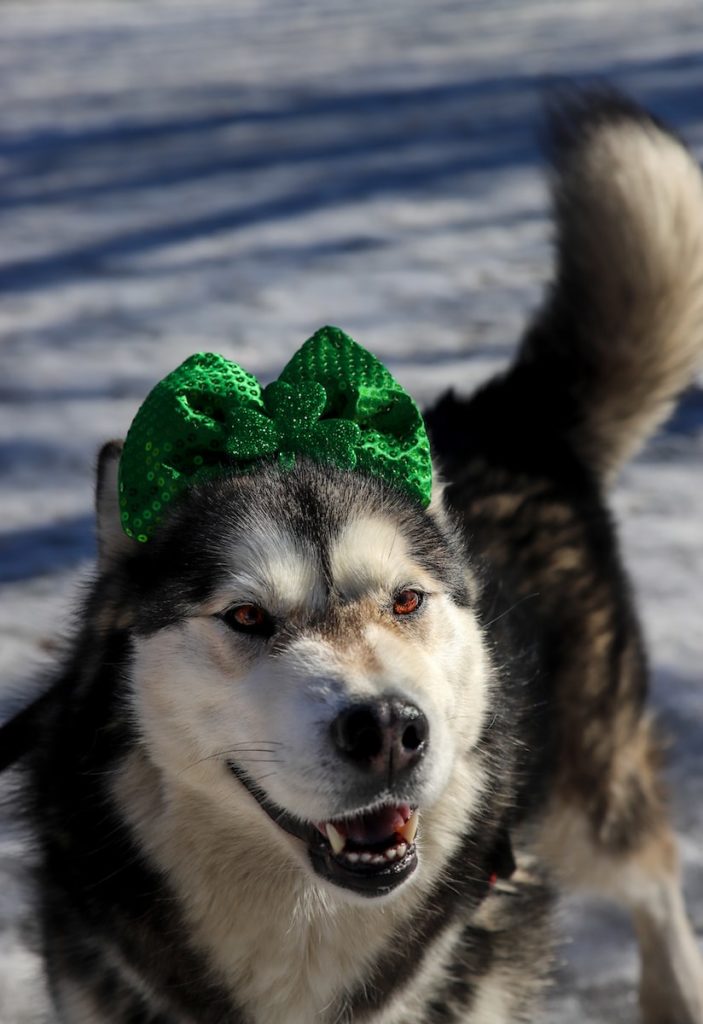 Husky siberien avec turban vert